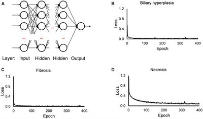 Deep Neural Network Models for Predicting Chemically Induced Liver Toxicity Endpoints From Transcriptomic Responses